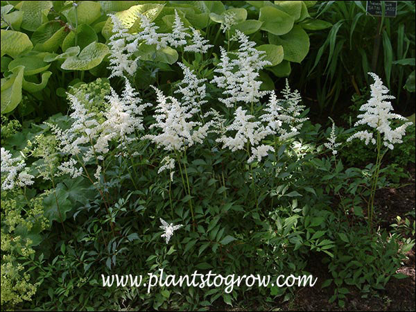 In a shade garden along with some Hosta in the background. (June 25)